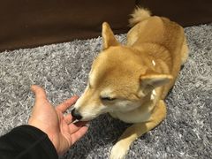 -柴务处·柴犬主题狗咖