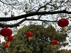 -王借岗森林公园