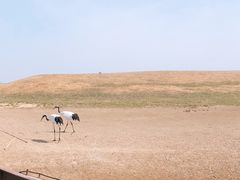 -黑龙江扎龙生态旅游区