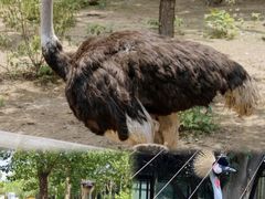 -大连森林动物园