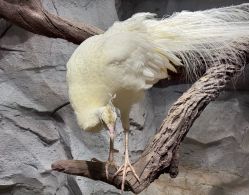 -Zoolung Zoolung动物主题公园(海信广场店)