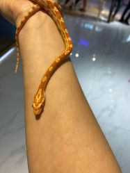 -Moni星球萌宠·小马宝莉·灵蛇·高端高阶全萌宠互动体验俱乐部(红豆国际广场店)