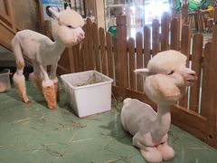 -藦茜花园宠物主题亲子互动体验馆(国顺东路店)