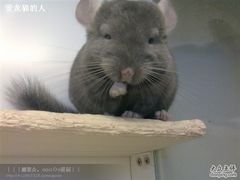 -龙猫仔乐园(惠福东路店)