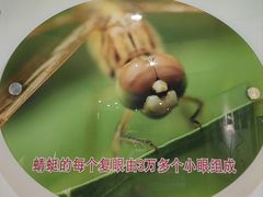 -上海昆虫博物馆