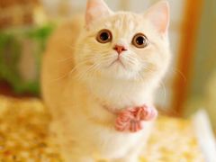 -十年猫舍·猫咪专门店(普陀店)