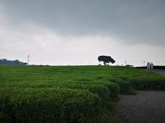 -雪绿茶博物馆