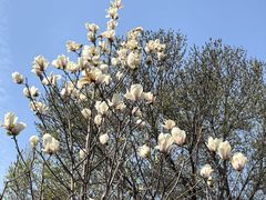 -石家庄市植物园