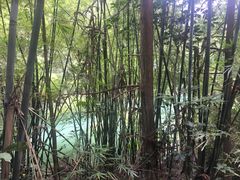 -广州市流溪河国家森林公园