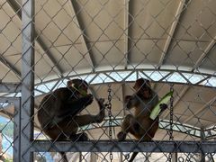 -西霞口神雕山野生动物世界