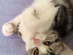 iphone_upload_pic-Bastet sally猫舍购宠(静安店)