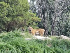 -北京野生动物园