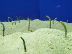 -上海海洋水族馆