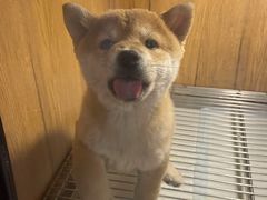 -南京Hallo宠物乐园·哈罗犬舍·柴犬繁育基地