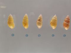 -青岛贝壳博物馆