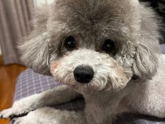 -FAELING PETS美天灵宠物(富力广场店)