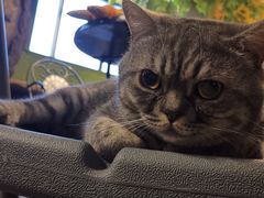 -猫猫幼稚园·撸猫·桌游·电玩