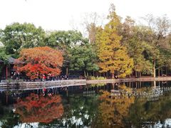 -上海共青森林公园