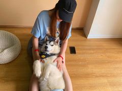 -Husky Go! 哈士奇体验馆·宠物咖啡厅狗咖