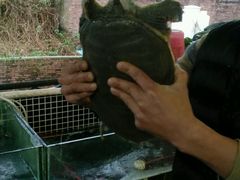 -八仔大富楼·河鲜(西江店)