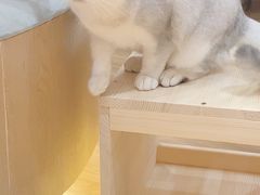 -滚猫咖啡·猫咖·猫友好撸猫(未来城店)