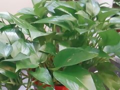 -东湖印象汉寿特色甲鱼钵子菜(渔人码头店)