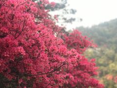 -木兰云雾山