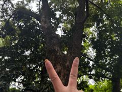 -西园寺素食(西园弄戒幢律寺店)