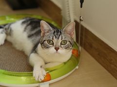 -猫大福·Fortune Cat猫舍(百子湾店)