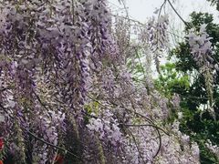 -南京古林公园