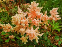 -上海滨江森林公园