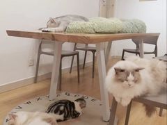 -有喵·猫咖·狗咖·30几只猫10只小狗(岗厦店)