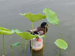 -莲花池公园