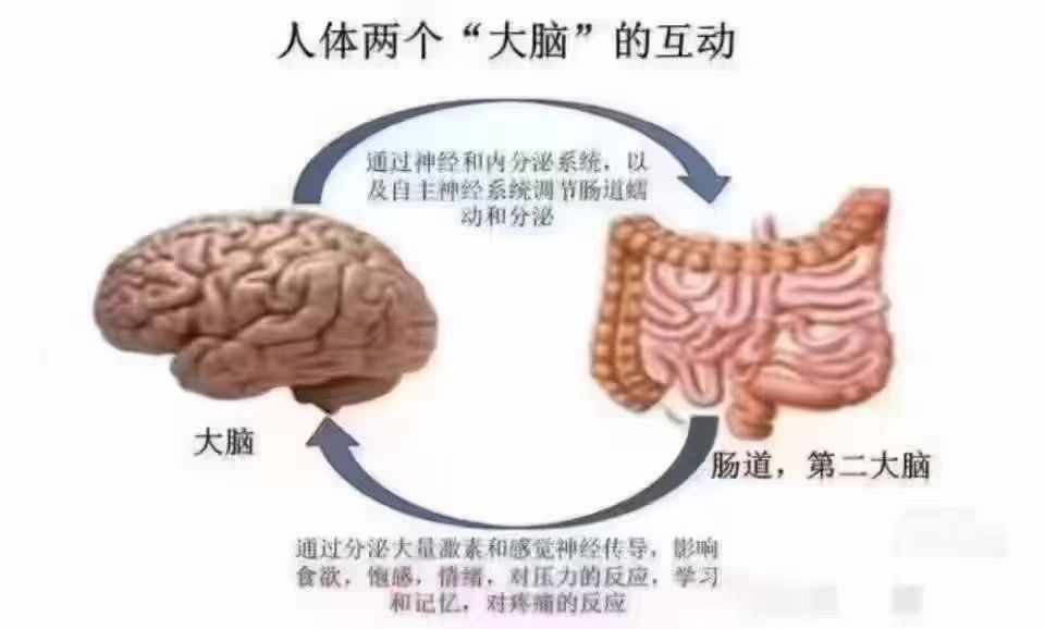 🌴肠与脑的互动🧠
肠道俗称"肠脑