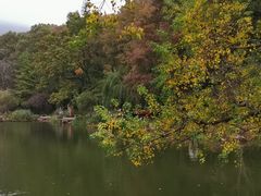 景点-紫霞湖公园