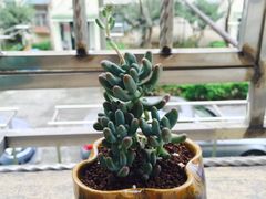 -双季花艺园艺市场(浦东店)