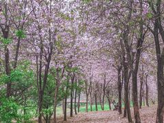 -广东花都湖国家湿地公园