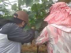 -马陆小张葡萄园农家乐