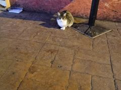 -Tarihi Sultanahmet Köftecisi Selim Usta
