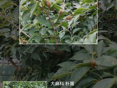 -北京凤凰岭