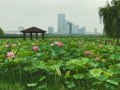 -苏州金鸡湖大酒店