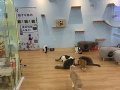 -猫冇咖·家门口的撸猫馆(大融城店)