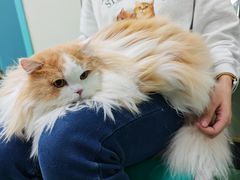 -北京观赏动物医院·24小时大型综合·猫专科·异宠专科