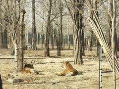 -秦皇岛野生动物园