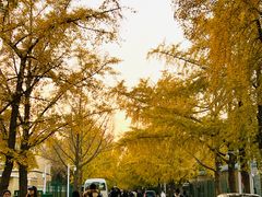 -三里屯东五街银杏大道