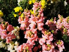 -广东花都香草世界旅游度假区