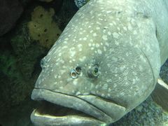 -瑞普利水族馆