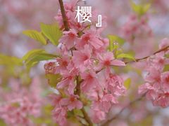 -天适樱花悠乐园