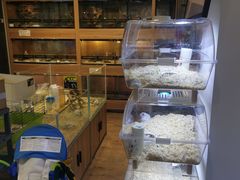 -酷以爬仙阁实体爬宠店·守宫·蜥蜴·专业繁育