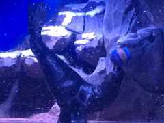 -芜湖新华联大白鲸海洋公园